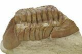 Bargain, Fossil Asaphus Trilobite - Russia #363101-2